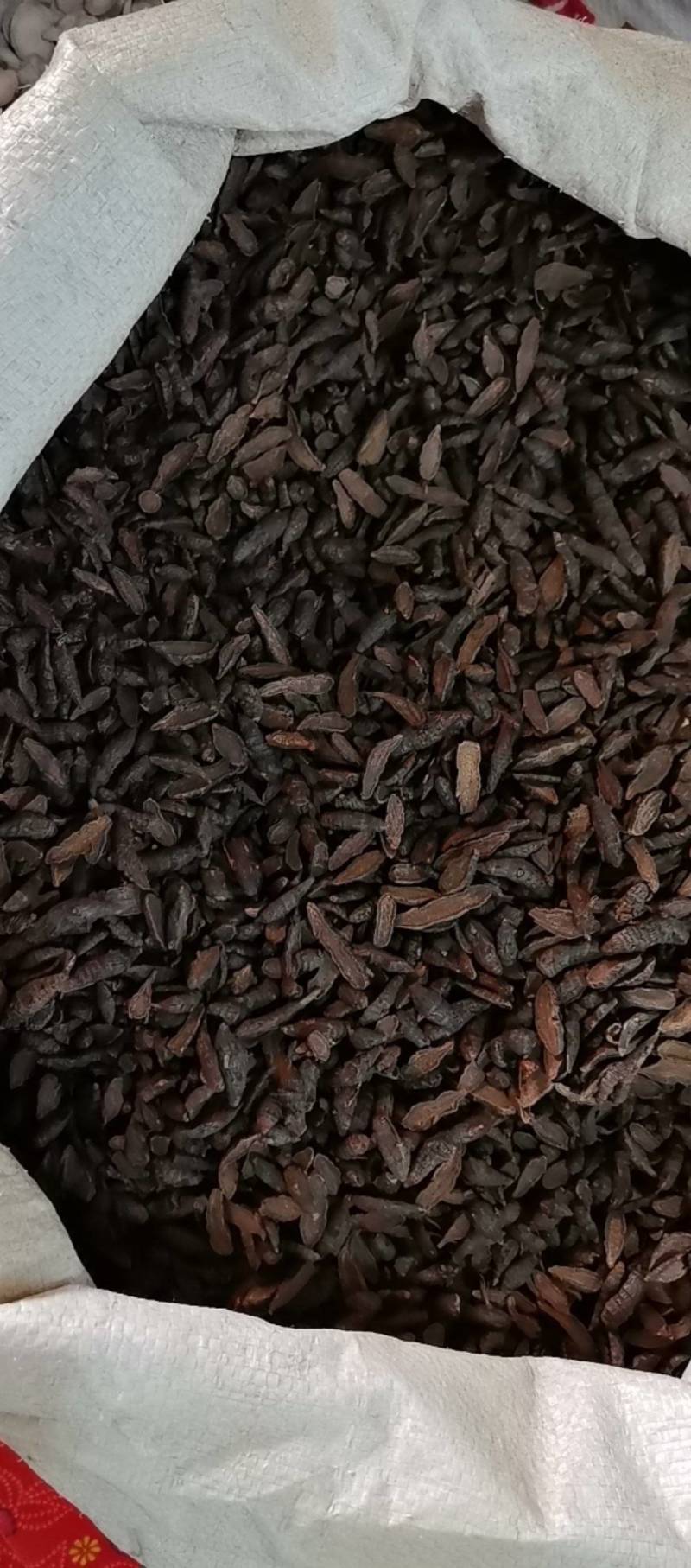 山东菏泽一手货源醋香附片品质好价格优对接全国市场欢迎采购