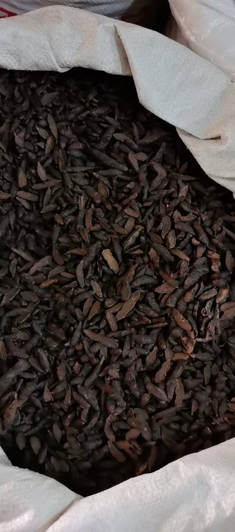 山东菏泽一手货源醋香附片品质好价格优对接全国市场欢迎采购