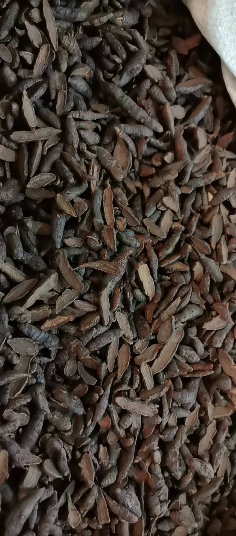 山东菏泽一手货源醋香附片品质好价格优对接全国市场欢迎采购