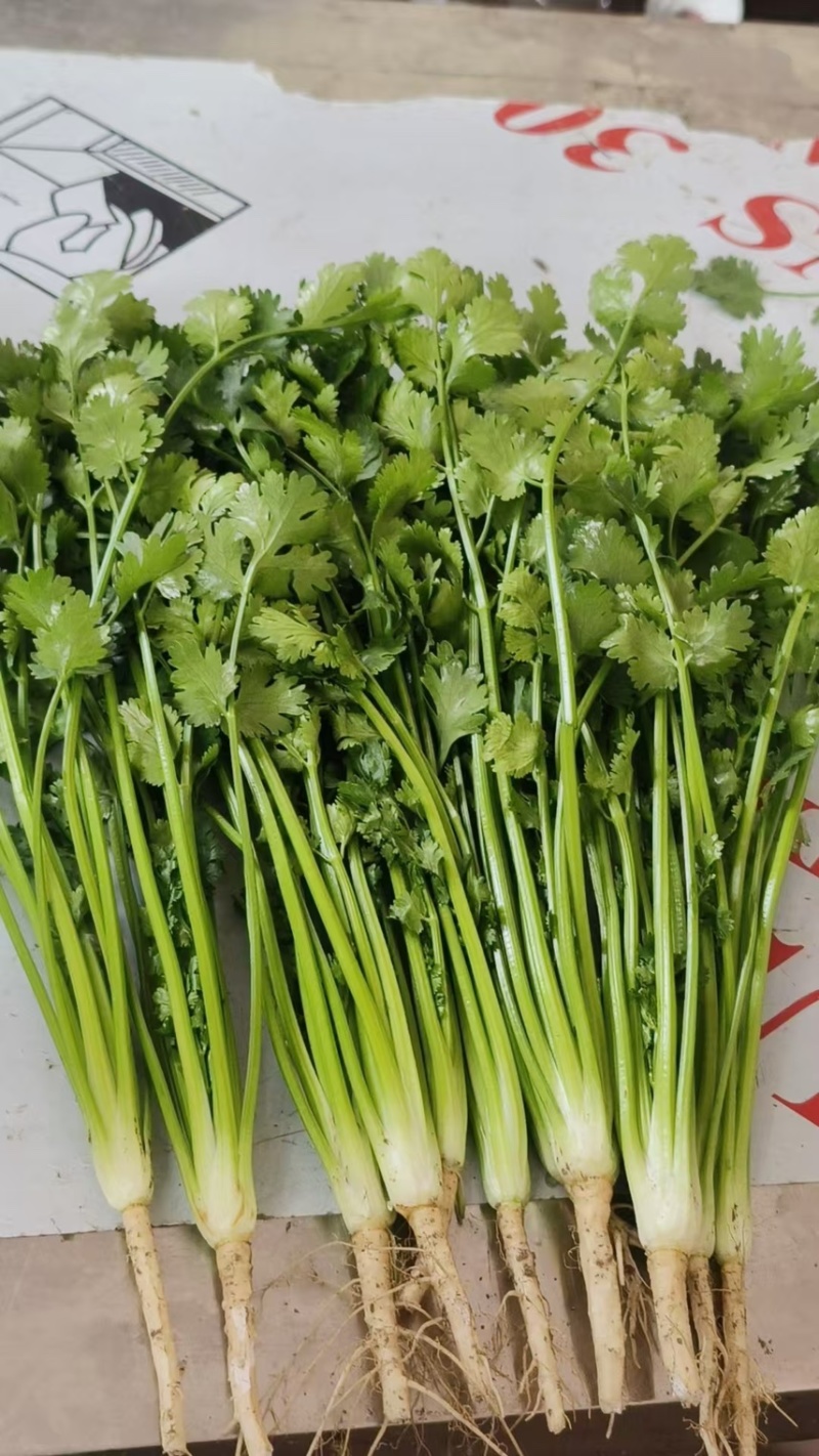 山东香菜