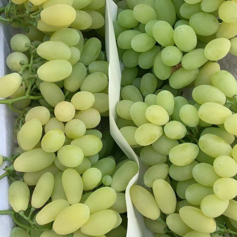 河北饶阳维多利亚葡萄