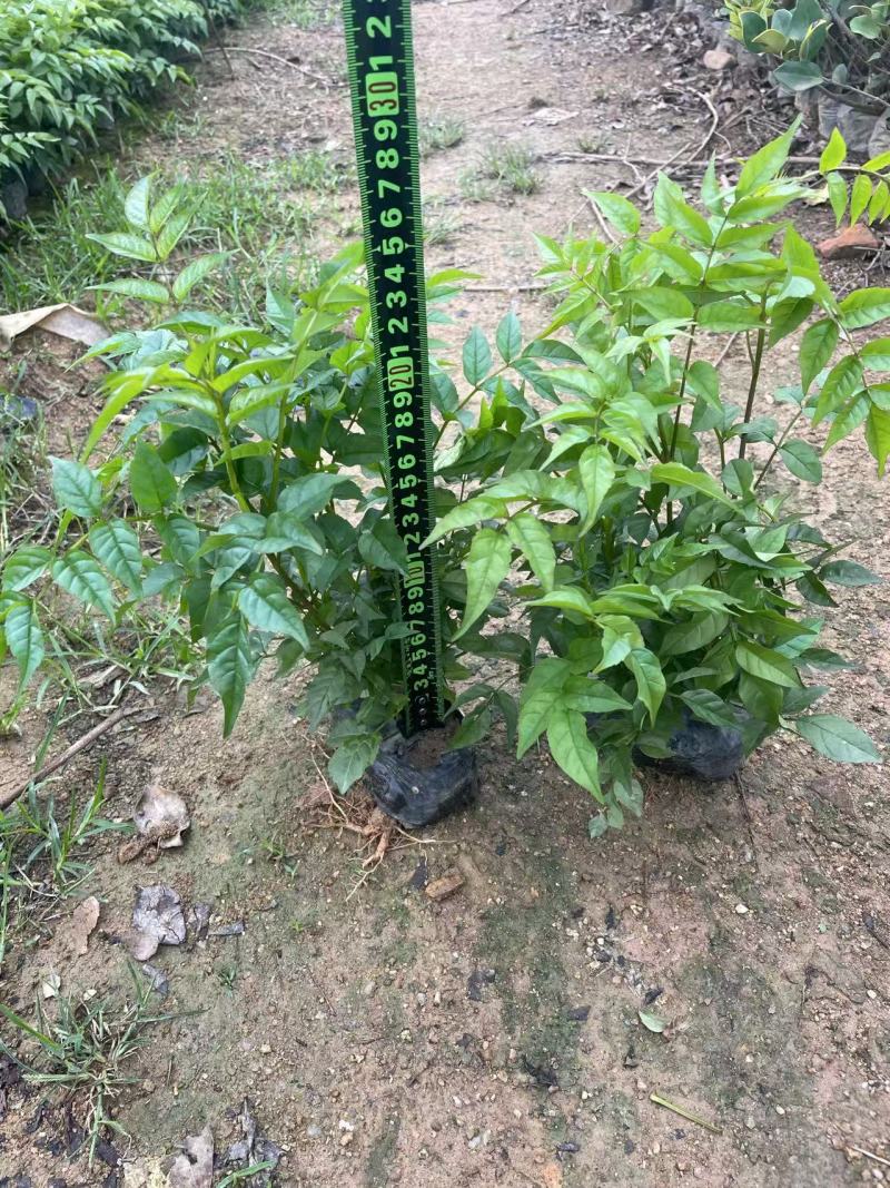 紫云藤大杯苗福建漳州基地直发货源充足
