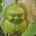 人参果