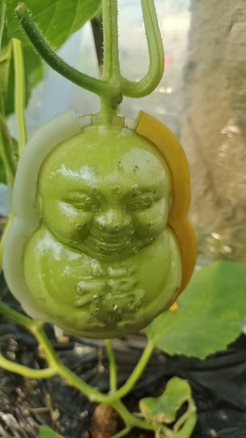 人参果