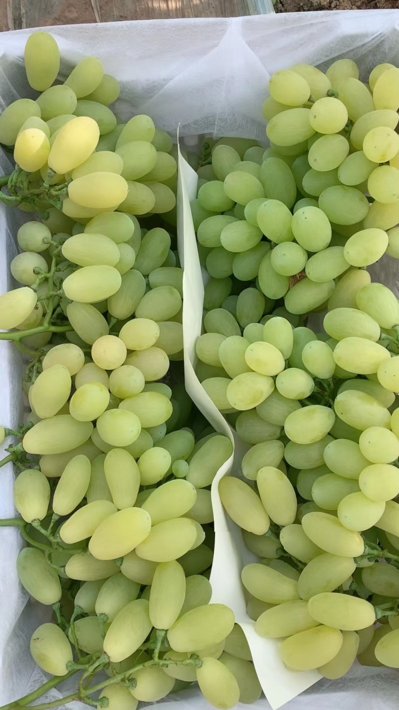 河北饶阳维多利亚葡萄