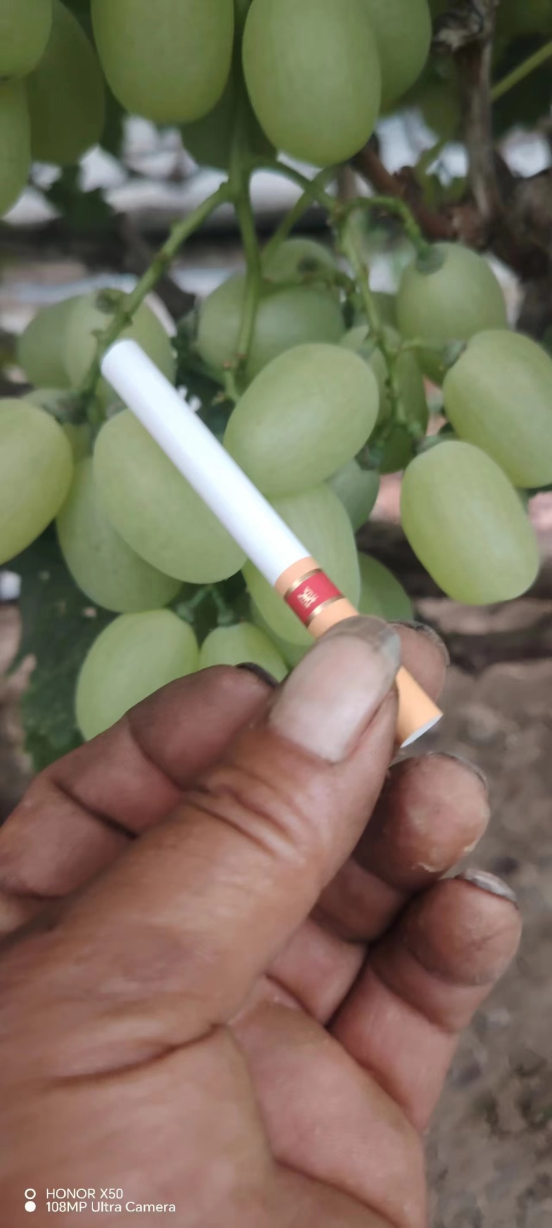 河北饶阳维多利亚葡萄