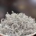 藤茶跟紫茶现货今年现摘现炒的品质好可以谈一谈支持一件代发
