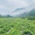 藤茶跟紫茶现货今年现摘现炒的品质好可以谈一谈支持一件代发