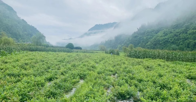 藤茶跟紫茶现货今年现摘现炒的品质好可以谈一谈支持一件代发
