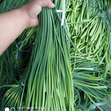 优质新鲜蒜苔～市场货，秒～