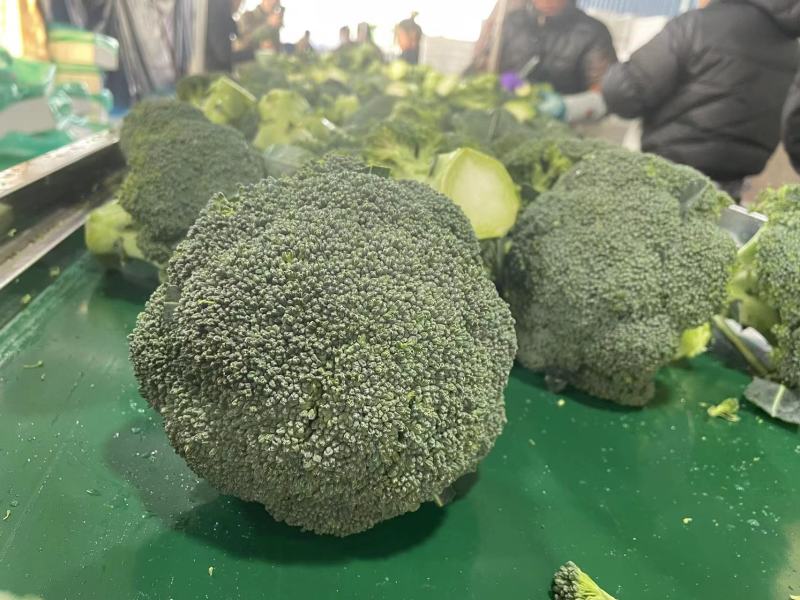 通货高通精品西兰花常年内贸出口食堂超市电商