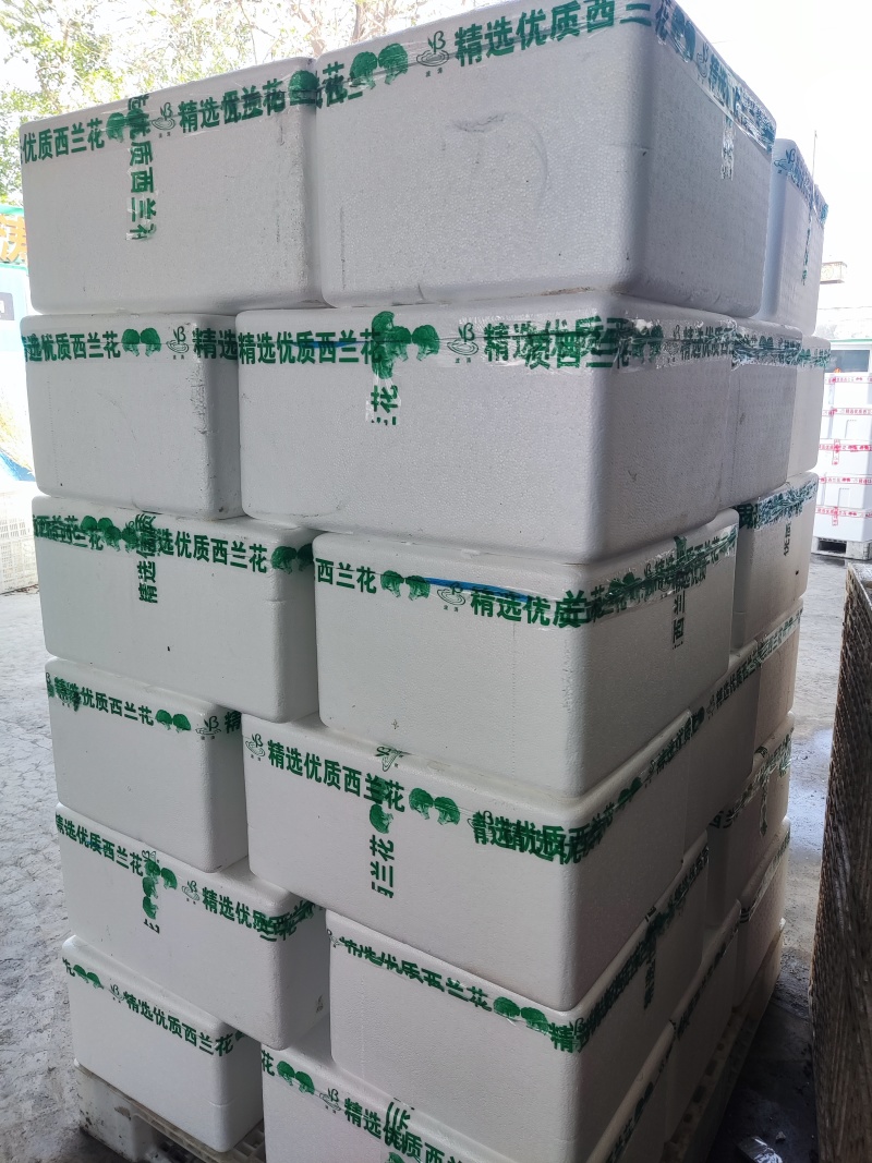 通货高通精品西兰花常年内贸出口食堂超市电商