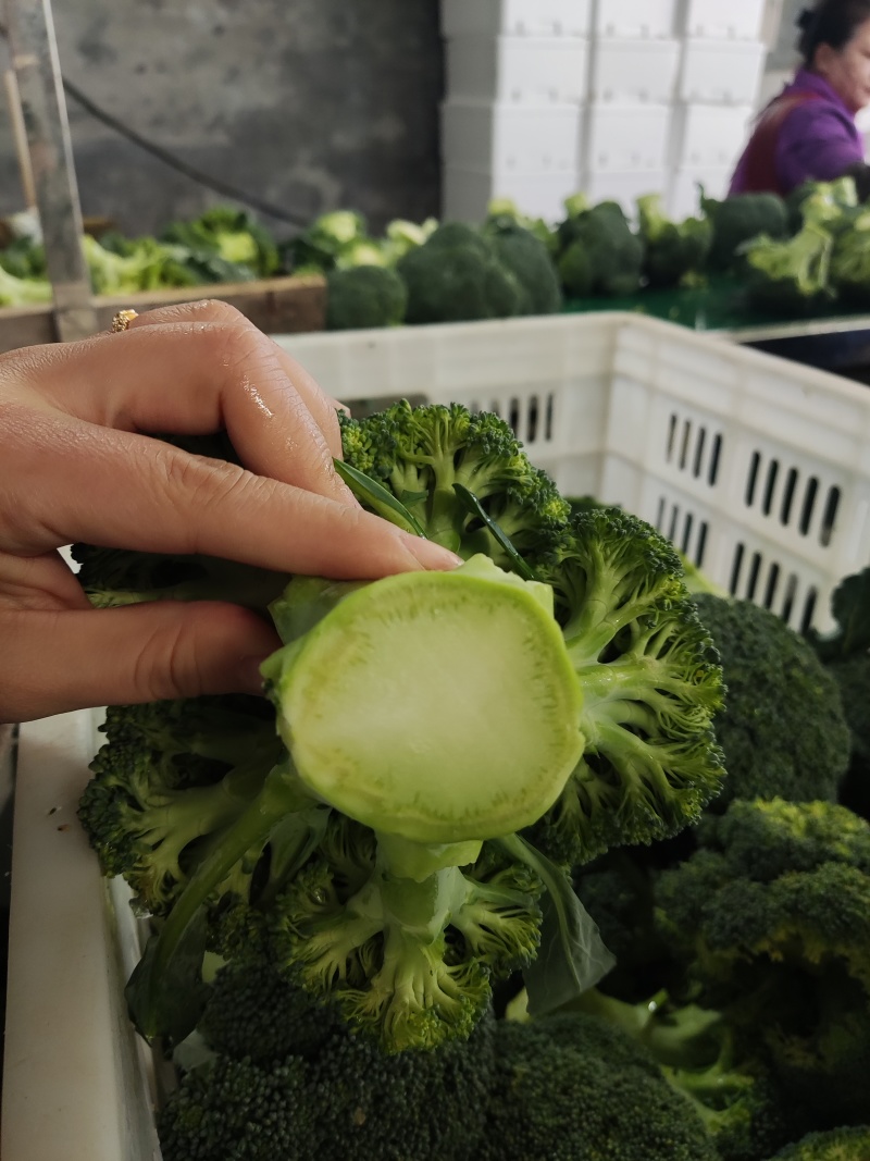 通货高通精品西兰花常年内贸出口食堂超市电商