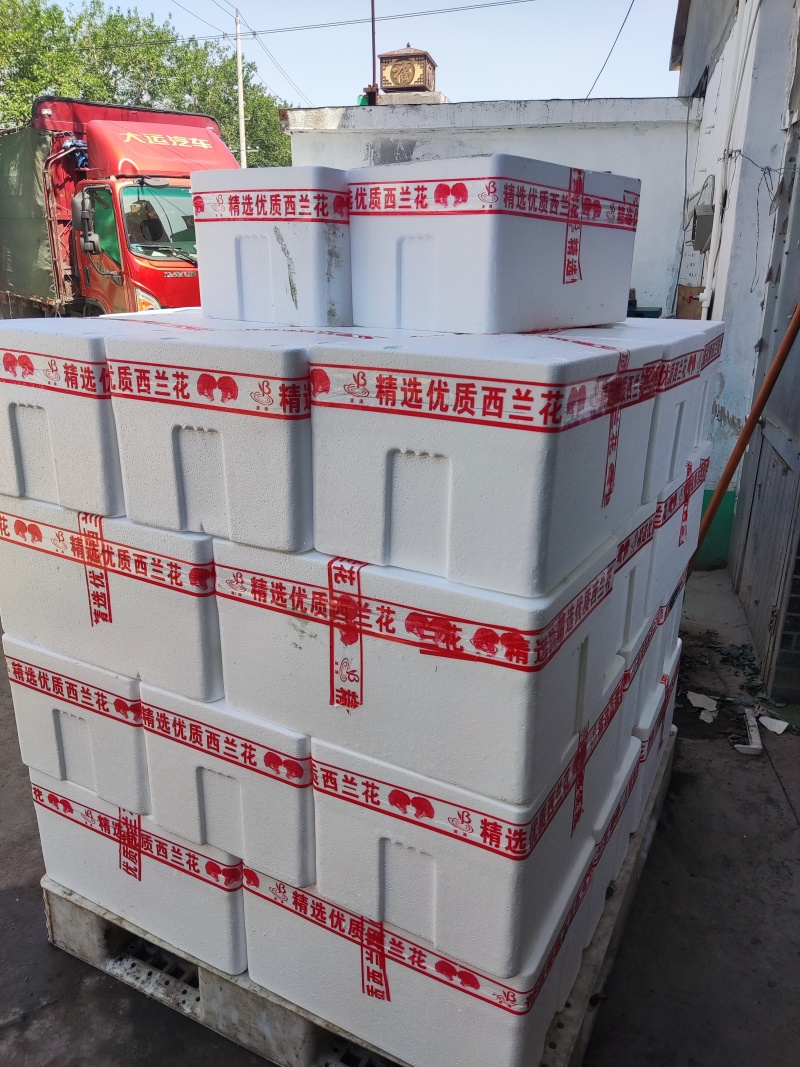 通货高通精品西兰花常年内贸出口食堂超市电商