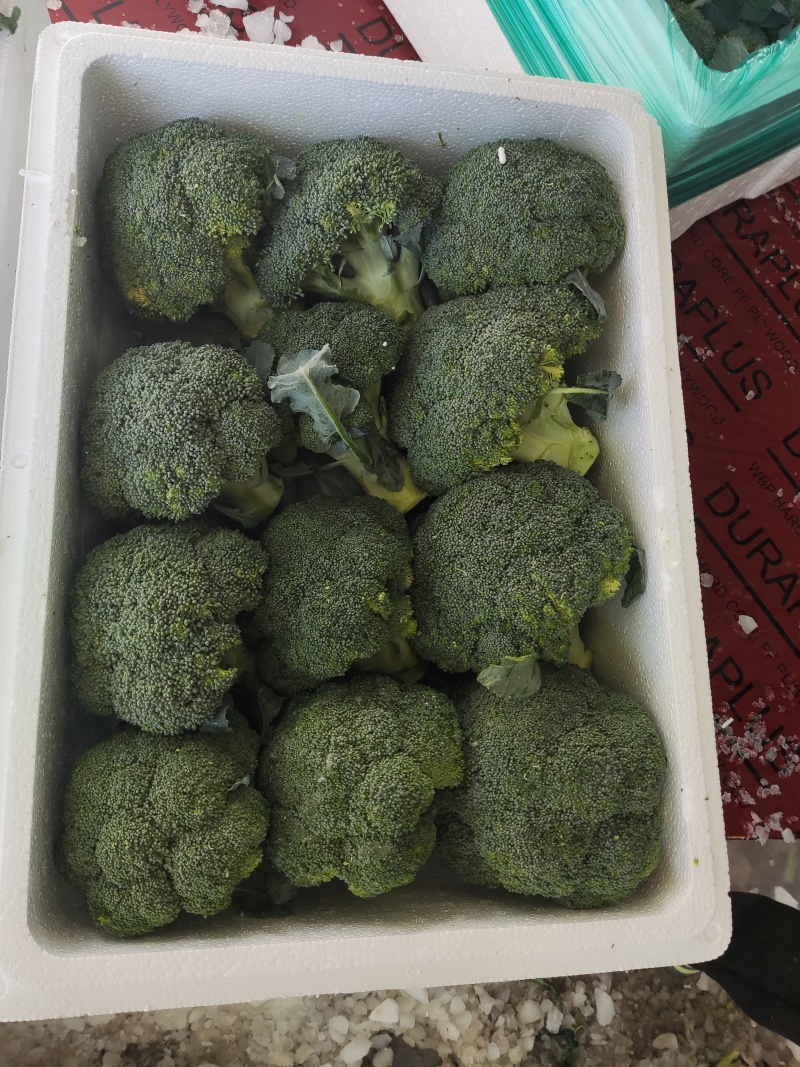 通货高通精品西兰花常年内贸出口食堂超市电商