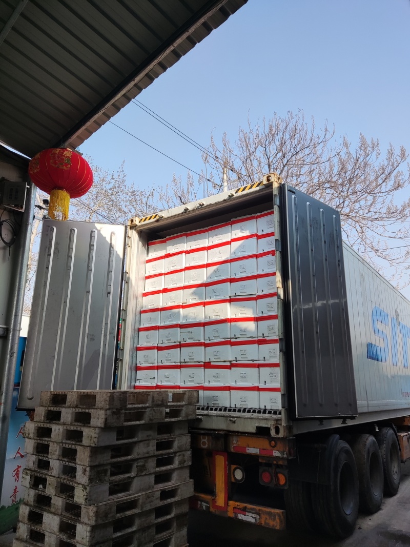通货高通精品西兰花常年内贸出口食堂超市电商
