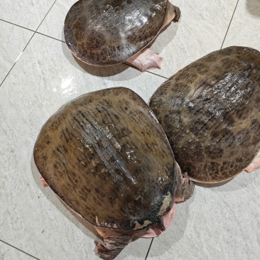 珍珠鳖大甲鱼外塘水库批发地摊超大特大号水鱼