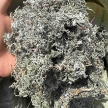 干茵陈野生茵陈晒干2025新货各种野菜
