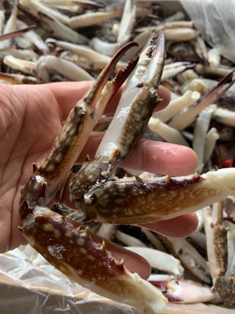 梭子蟹蟹钳