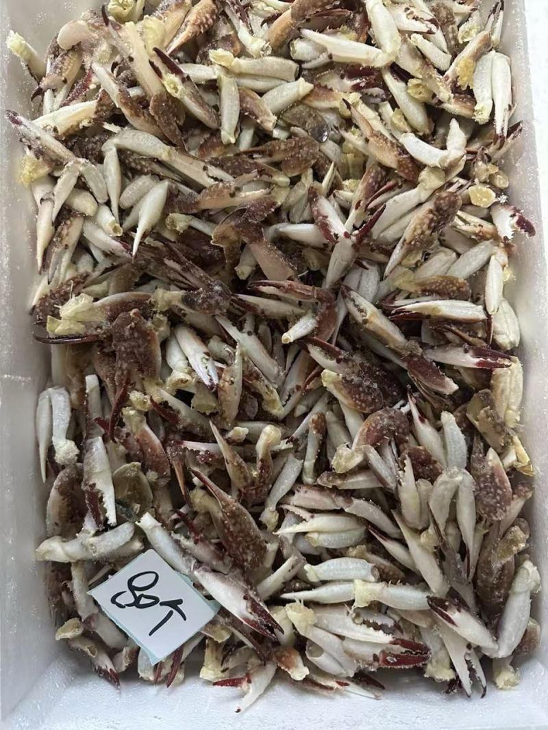 梭子蟹蟹钳