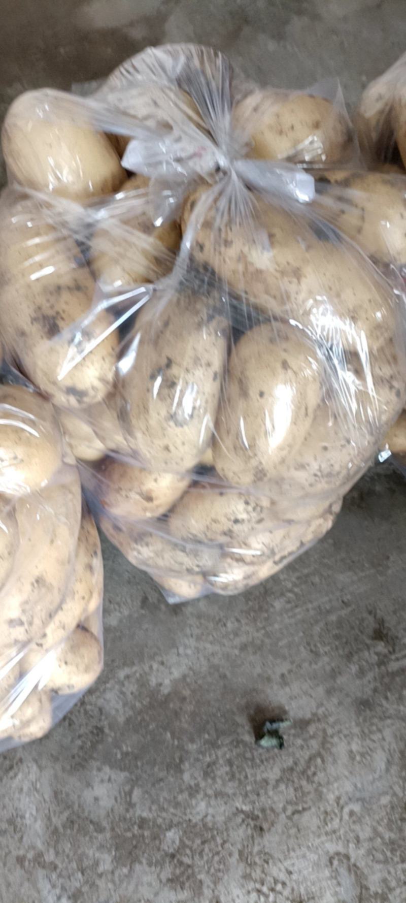 成都土豆大量上市了！！！！！土豆