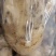 成都土豆大量上市了！！！！！土豆