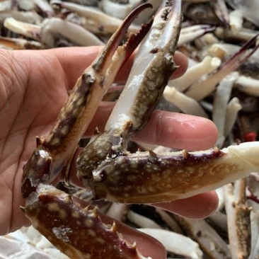 梭子蟹蟹钳