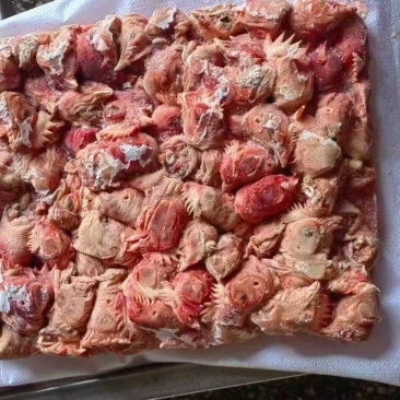 肉食鸡头
