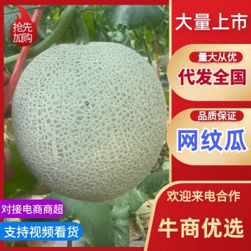 海南网文瓜