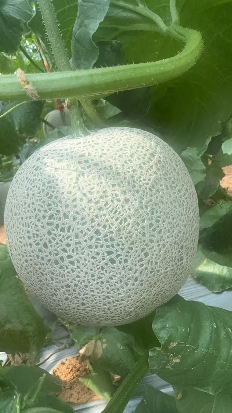 海南网文瓜
