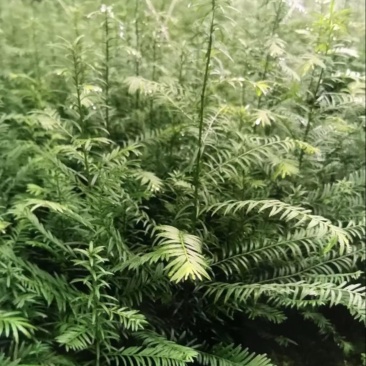 红豆杉：邹家苗圃供应大小不一的红豆衫，欢迎老板来店洽谈