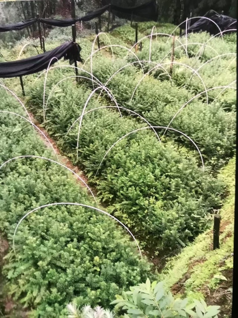 红豆杉：邹家苗圃供应大小不一的红豆衫，欢迎老板来店洽谈