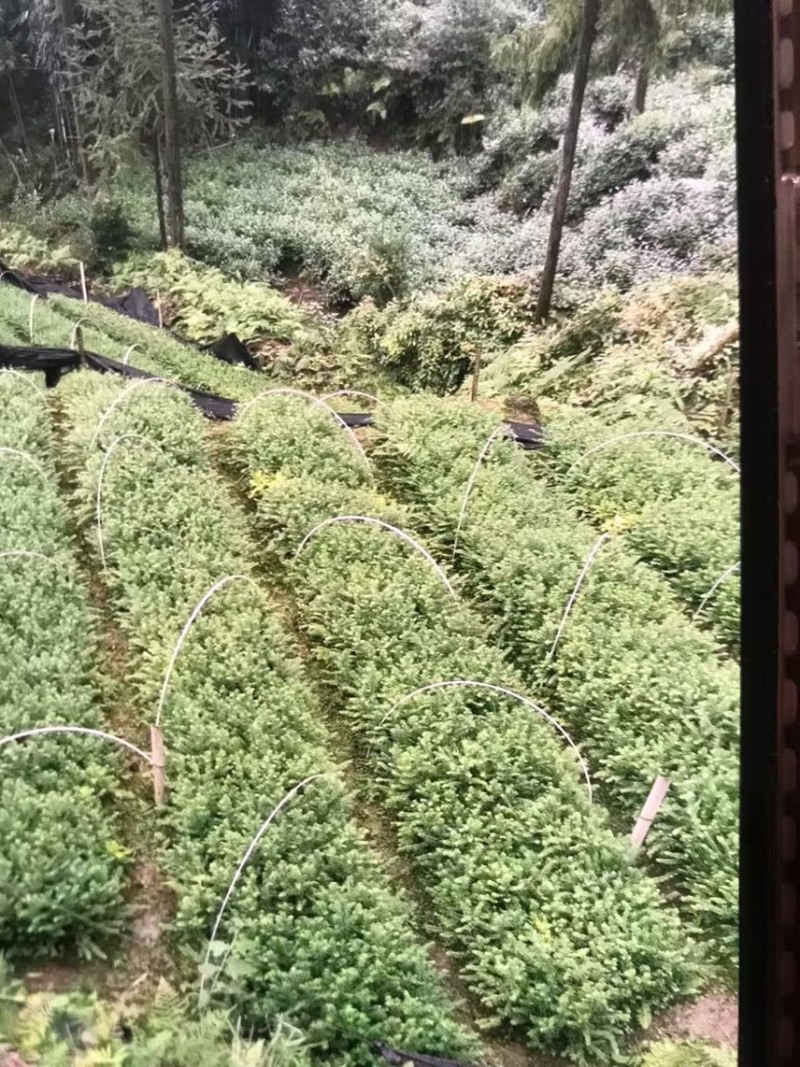红豆杉：邹家苗圃供应大小不一的红豆衫，欢迎老板来店洽谈