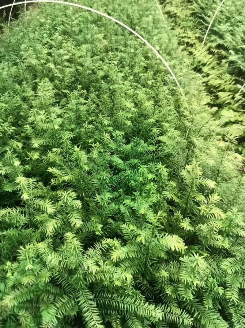 红豆杉：邹家苗圃供应大小不一的红豆衫，欢迎老板来店洽谈