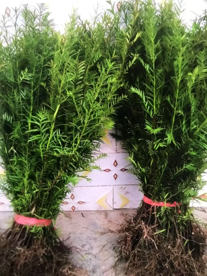 红豆杉：邹家苗圃供应大小不一的红豆衫，欢迎老板来店洽谈