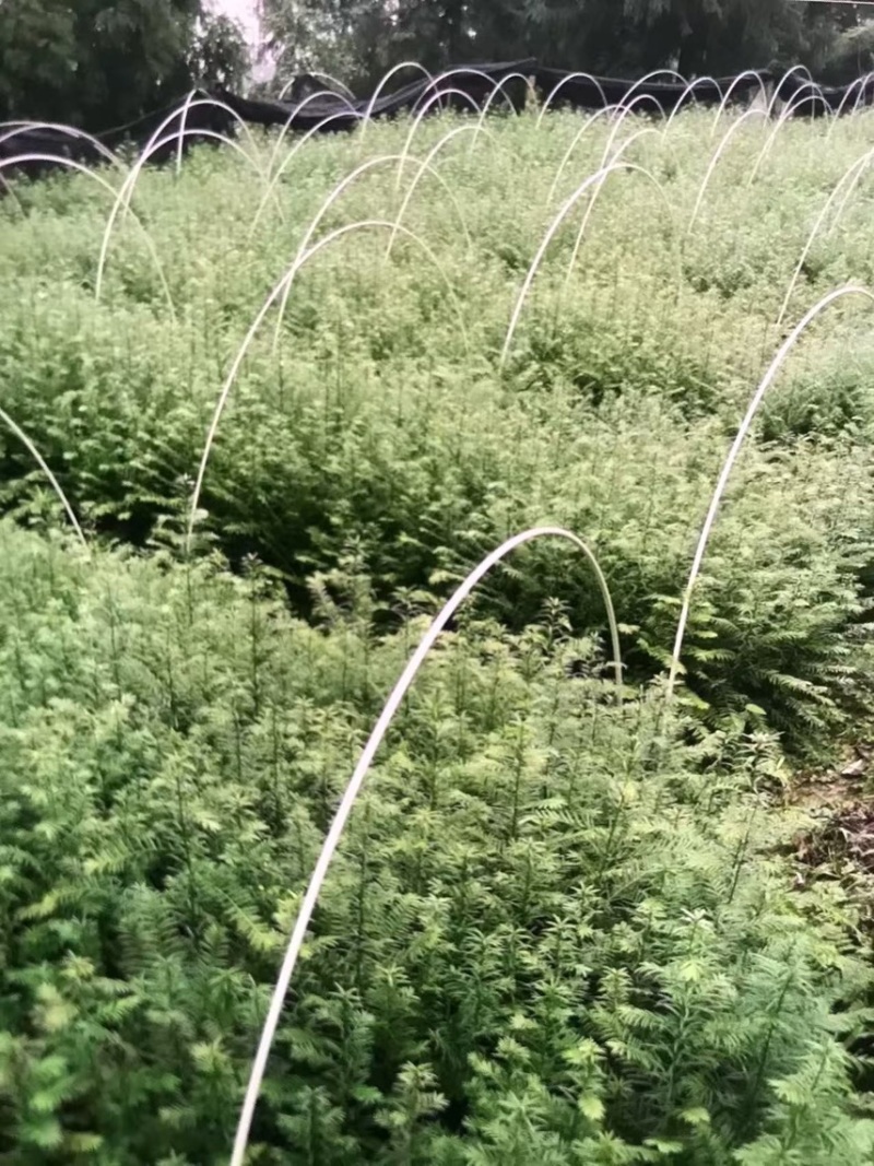 红豆杉：邹家苗圃供应大小不一的红豆衫，欢迎老板来店洽谈
