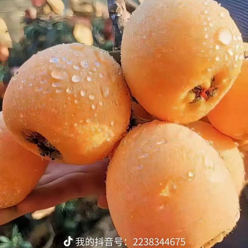 热销文宫枇杷，正宗五星枇杷，纯甜无套袋