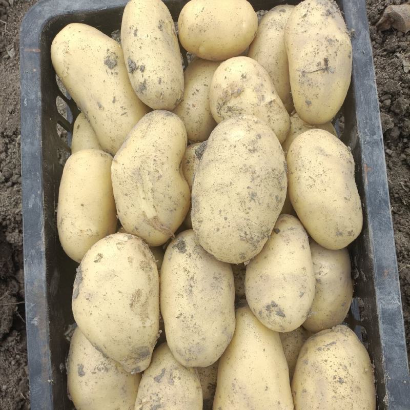 新鲜土豆精品土豆电商商超产地直供质优价廉