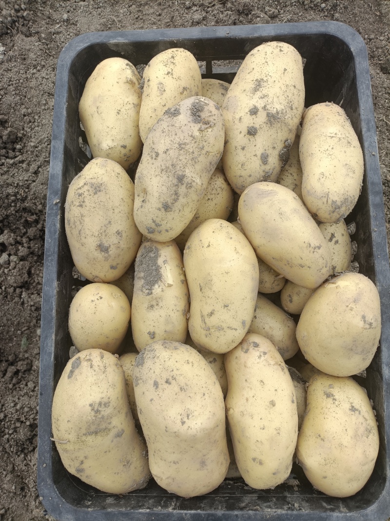 新鲜土豆精品土豆电商商超产地直供质优价廉