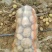 开封沃土5号土豆新货上市批发电商大量现货价格优惠