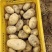 开封沃土5号土豆新货上市批发电商大量现货价格优惠