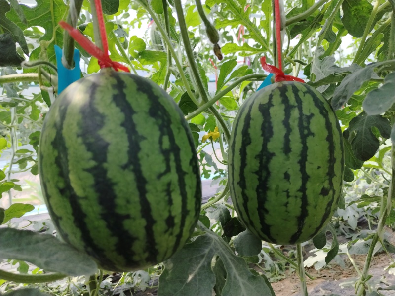 河南周口西华县牛奶小吊瓜大量供应品质保证诚信经营