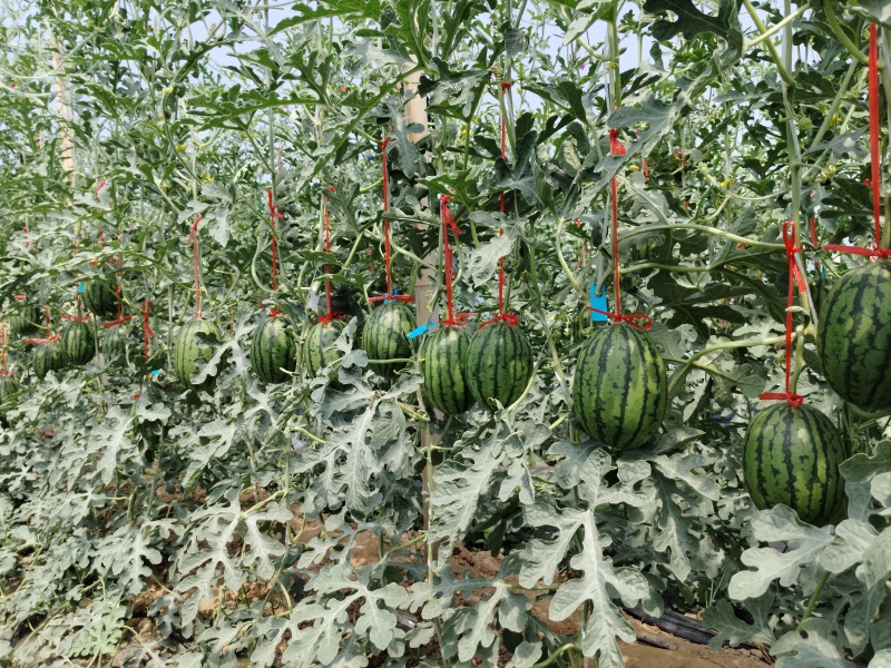 河南周口西华县牛奶小吊瓜大量供应品质保证诚信经营