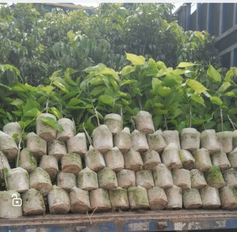 无纺布美植袋，植树袋无纺布美植袋，厂家直销，量大