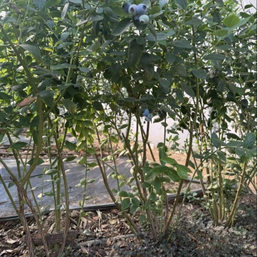蓝莓树，蓝莓苗。L25蓝莓树。