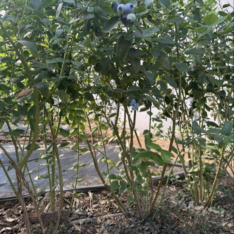 蓝莓树，蓝莓苗。L25蓝莓树。