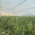 蓝莓树，蓝莓苗。L25蓝莓树。