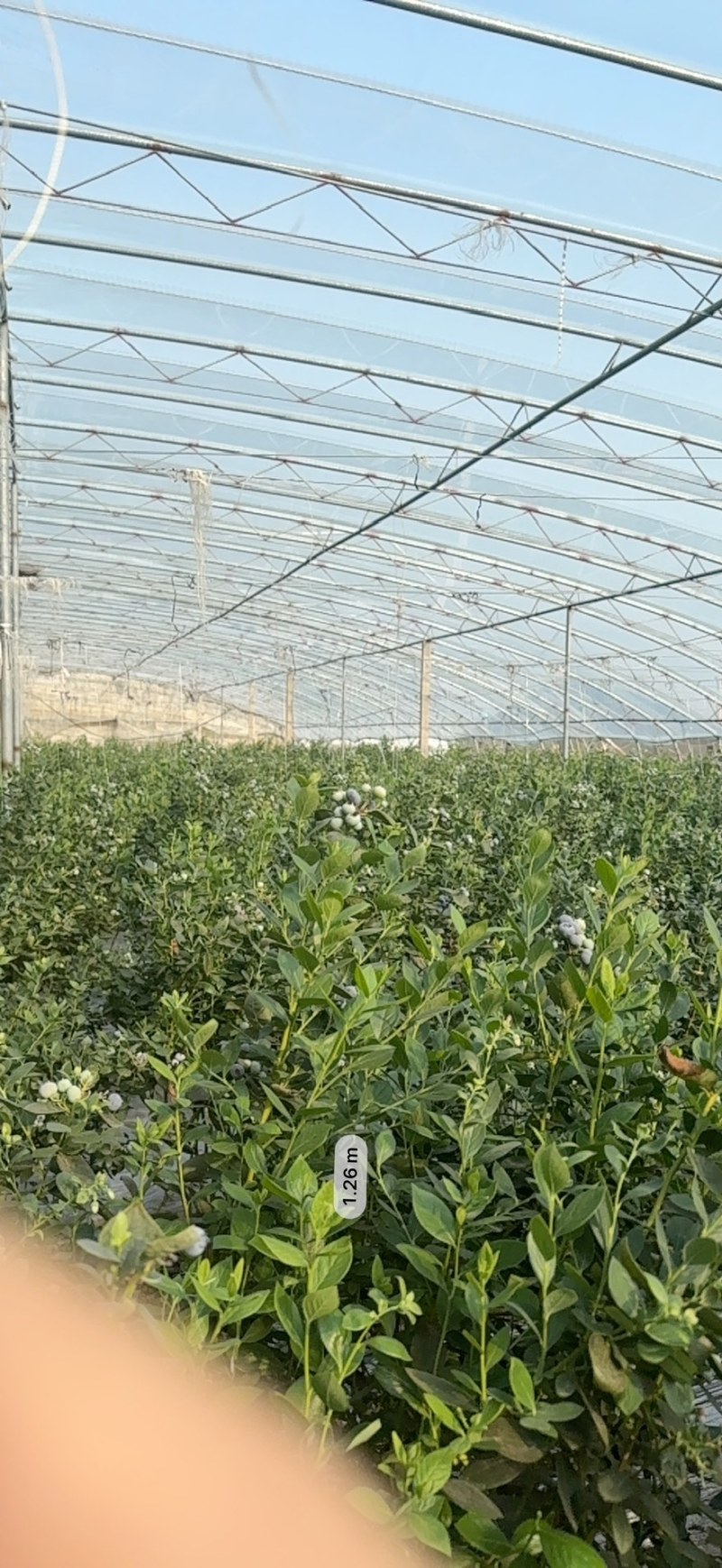 蓝莓树，蓝莓苗。L25蓝莓树。