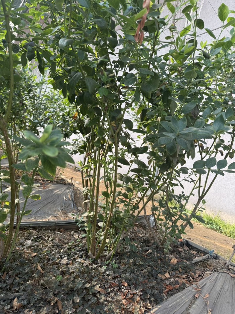 蓝莓树，蓝莓苗。L25蓝莓树。