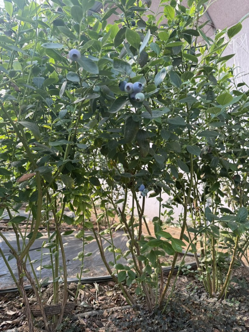 蓝莓树，蓝莓苗。L25蓝莓树。